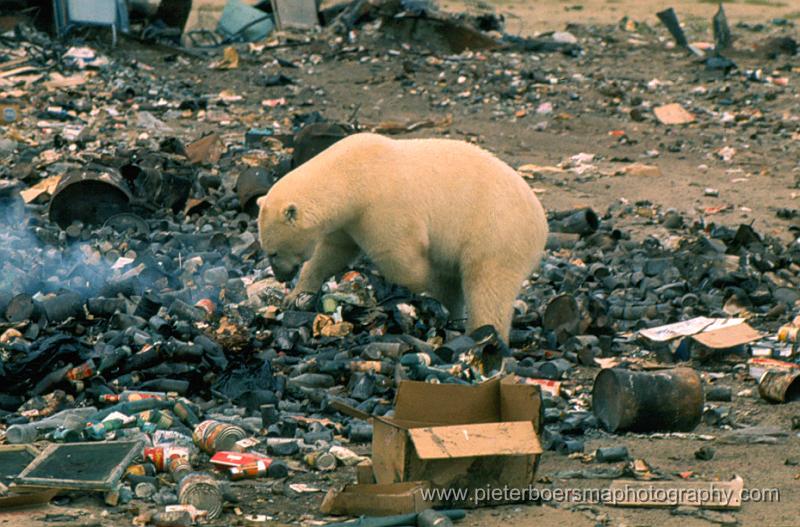 Polarbear Churchill (Man) Canada 08-'71 D9-4.jpg